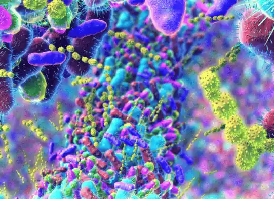 Microscopic visualization of gut microbiome